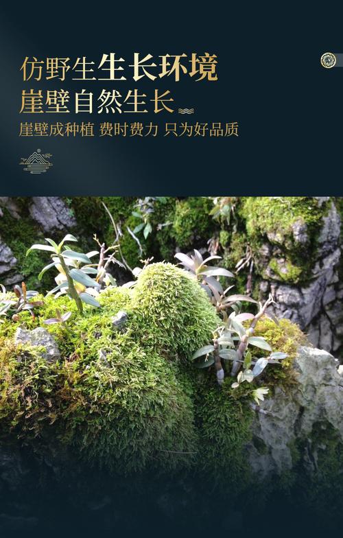 敏昂(m)石斛/枫斗 敏昂(m) 霍山铁皮石斛枫斗50g精选品质【价格 图片
